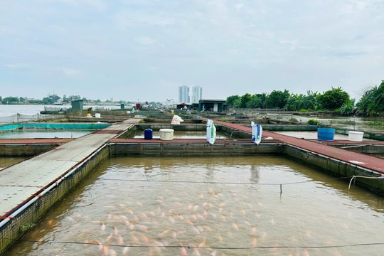 Hai Phong’s fisheries and aquaculture production continues to surge
