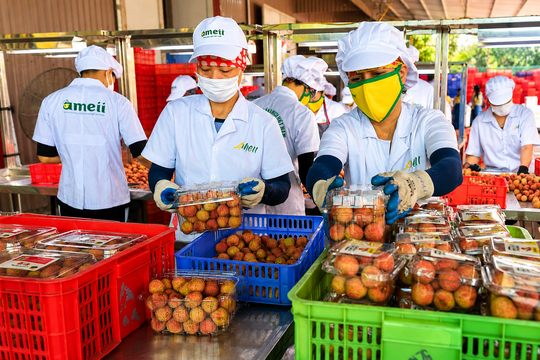 Đưa vải thiều Thanh Hà lên nền tảng số