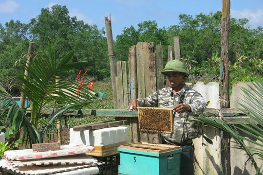 Developing economic potential under forest canopy
