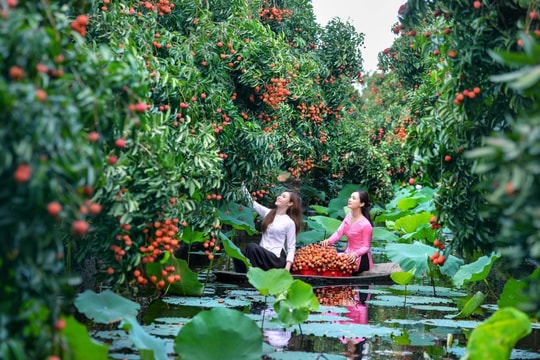 Về thăm miền đất ngọt lành