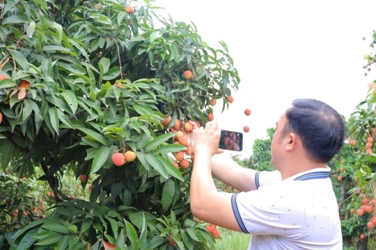 Hai Phong’s Thanh Ha lychees move onto digital platforms