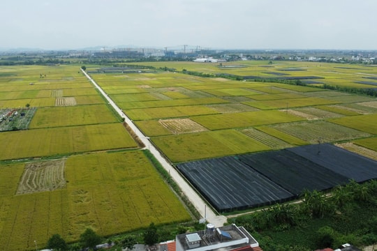 Hai Phong rebuilds agricultural land database