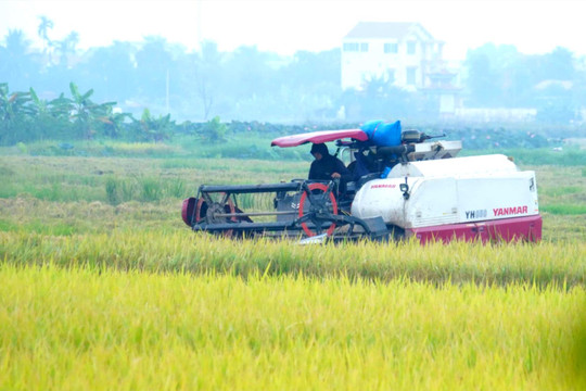 Vựa lúa nếp ven đô