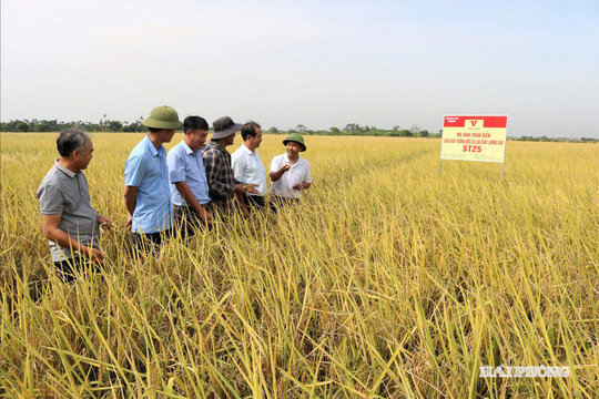 Kien Quoc ragworm rice earns USDA Organic certification, paving the way for global exports