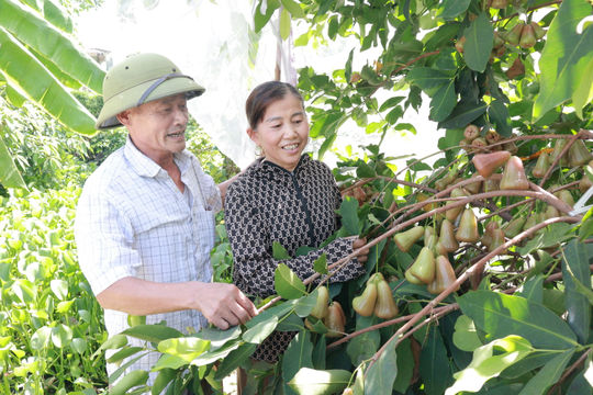 Mô hình trồng roi cho giá trị kinh tế cao ở xã Kim Thành