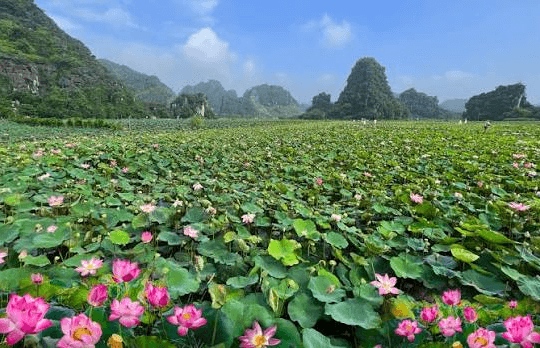 Dịu dàng mùa sen