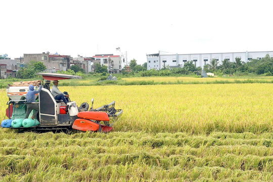 Hiệu quả từ những mô hình sản xuất lúa mới ở Nam Sách