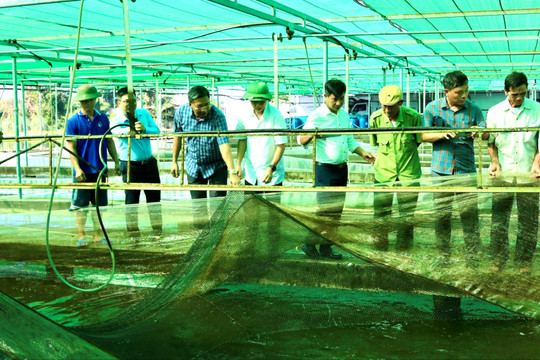 Hải Phòng chủ động thích ứng, nâng cao giá trị ngành thủy sản