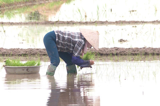 Cơ bản gieo cấy xong trà mùa sớm