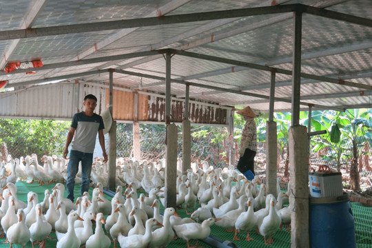 Trend toward large-scale farming