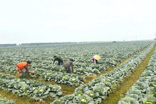Hợp tác xã nông nghiệp lo đầu ra cho sản phẩm