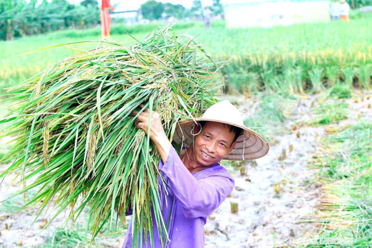 Đề xuất 35 vùng trồng trọt tập trung, quy mô lớn giai đoạn 2026 - 2030