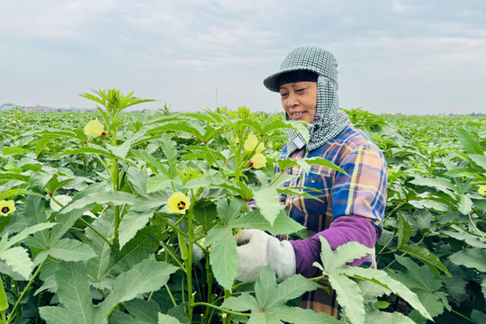 Cây đậu bắp ra 'quả ngọt' trên đất Thái Tân