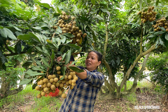 Thu hoạch nhãn hương chi sớm gần 1 tháng, nông dân Vĩnh Thịnh lãi cao