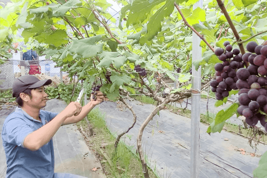 Nông nghiệp xanh mở lối làm giàu