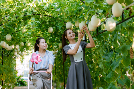 Experiencing sustainable agriculture in a green oasis