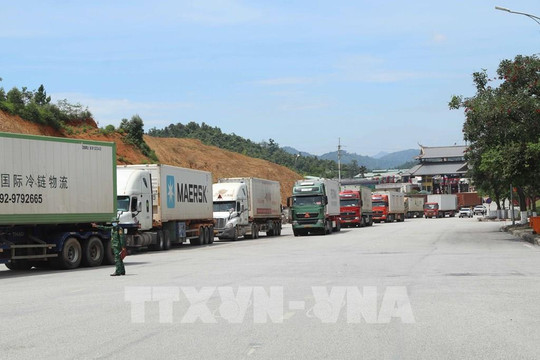 Vietnam customs moves to facilitate agricultural exports