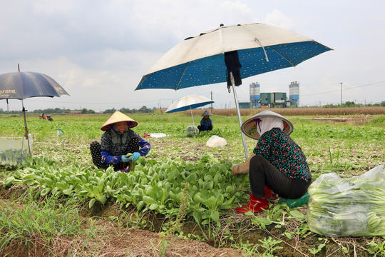 Nông dân Hải Phòng đã gieo trồng hơn 10.000 ha rau màu hè thu