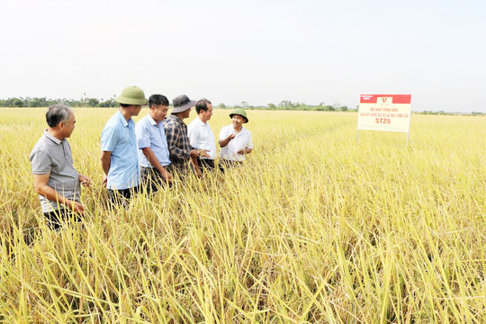 Mở triển vọng sản xuất lúa gạo phục vụ xuất khẩu