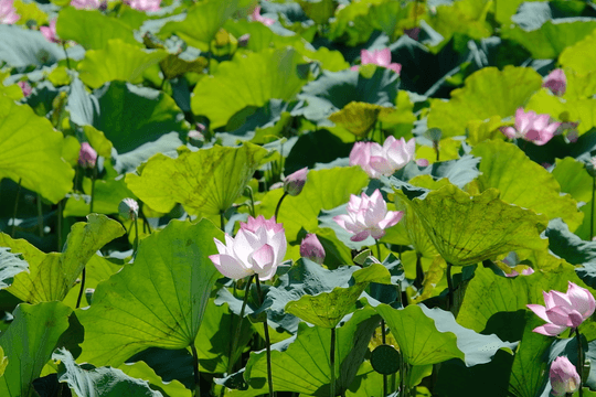 Thơm ngát mùa sen ở Hải Phòng