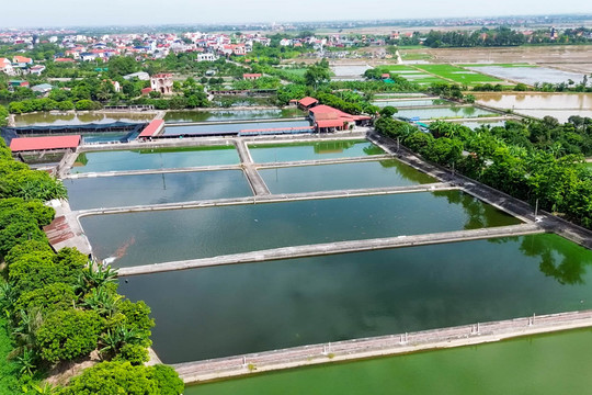 Ông Quất 'khùng' và trang trại cá giống nổi tiếng cả nước