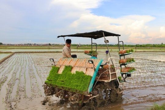 Phấn đấu hoàn thành gieo cấy lúa mùa trong tháng 7