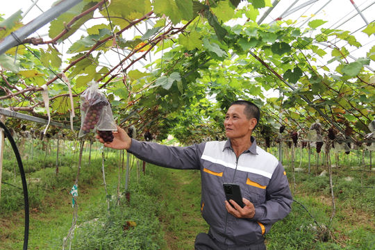 Hai Phong advances modern rural development