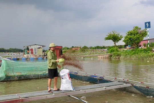 Nuôi cá xứ lạnh trên sông Kinh Thầy