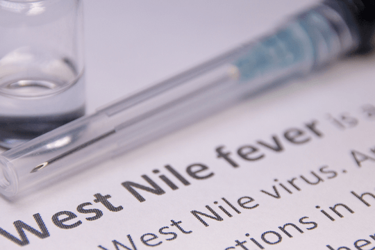 Dịch virus Tây sông Nile bùng phát ở châu Âu