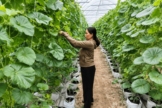 Phát triển nhà màng, mở hướng nông nghiệp hiện đại