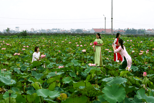 Hải Phòng chuyển đổi 543 ha đất lúa sang mô hình giá trị cao