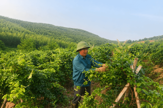 Phát triển cây dược liệu dưới tán rừng
