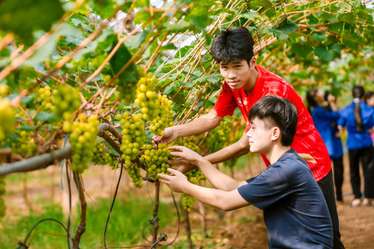 Nông nghiệp đô thị tạo 'vành đai xanh' cho thành phố