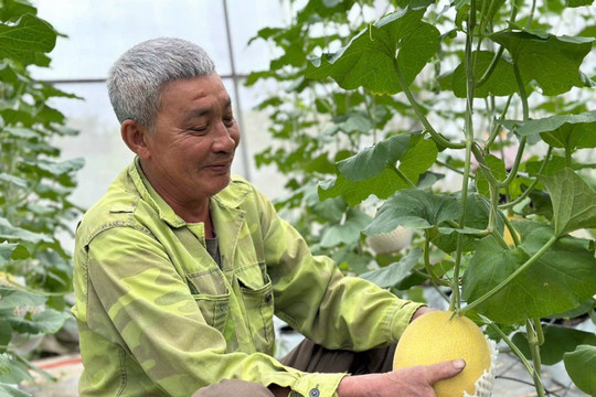 36 localities in Hai Phong develop greenhouses and net houses