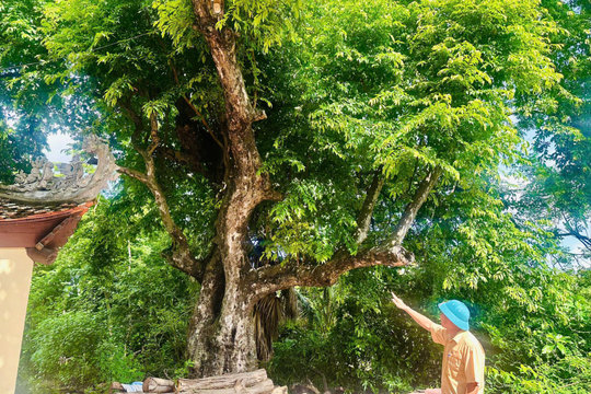 Những cây thị trăm tuổi ở Hải Phòng