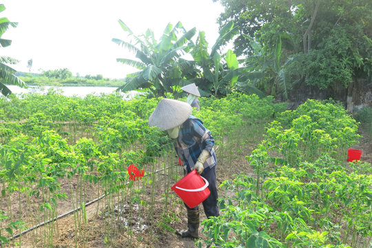Sử dụng phân bón đúng cách, nâng cao hiệu quả sản xuất