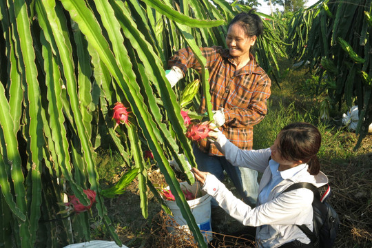 Hỗ trợ nông dân bán sản phẩm tại vườn