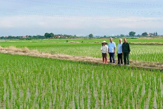 Dự báo sâu non cuốn lá nhỏ lứa 5 mật độ cao, gây hại rộng trên lúa vụ mùa