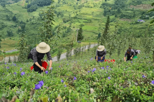 Bộ Y tế yêu cầu chấn chỉnh hoạt động y, dược cổ truyền