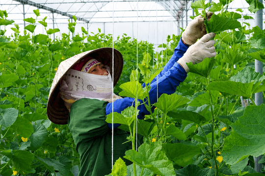 Hải Phòng hỗ trợ 100.000 đồng/m² xây nhà lưới, nhà màng