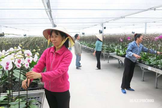 Công nghệ nâng tầm nghề trồng hoa, cây cảnh