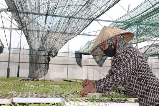 Rau giống vụ đông sẵn sàng xuống đồng