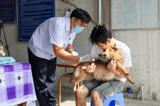 Không chủ quan với nguy cơ mắc bệnh dại từ chó, mèo