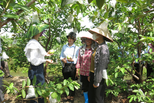 Gỡ bài toán 'được mùa, rớt giá' cho cây ăn quả