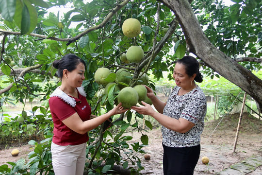 Bưởi đào Hà Đông đầu vụ giá cao