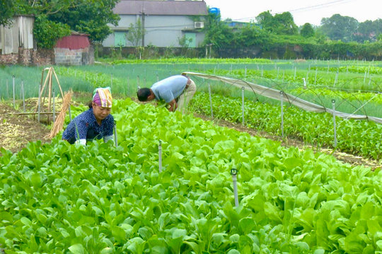 Canh tác rau an toàn, hiệu quả kinh tế tăng 12%