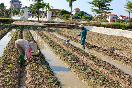 Xã Đại Sơn - Nơi trồng cây vụ đông sớm nhất Hải Phòng