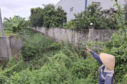 Đoạn cuối mương tiêu nước ở cánh đồng Vụ Sơn bị ách tắc