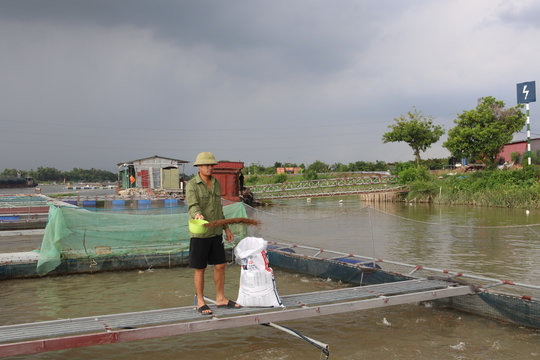 Hải Phòng có 265 ha thủy sản được cấp chứng nhận VietGAP