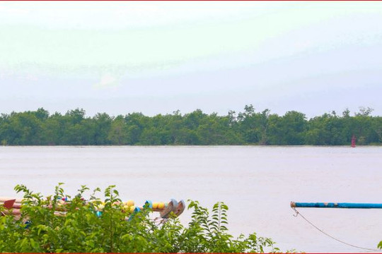 Promoting the role of coastal mangrove forests
